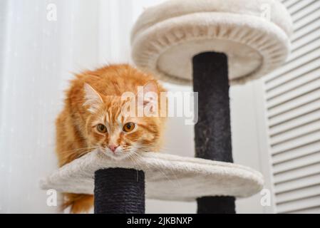 Ginger cat on the cat tree scratching post or activity centre for cat at home. Stock Photo
