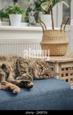 Cute cat lying on a sofa in living room closeup Stock Photo