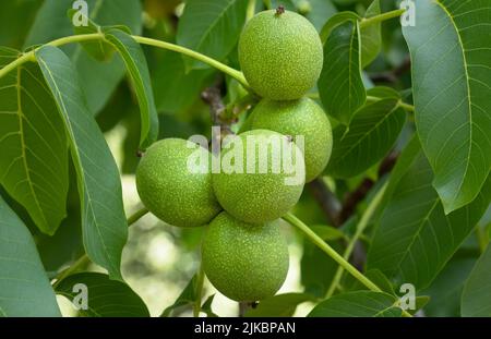 Still unripe, green fruits on a walnut tree Stock Photo