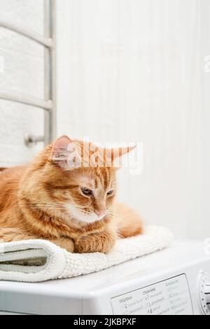 Cute ginger tabby cat laying on top of washing machine in bathroom closeup Stock Photo