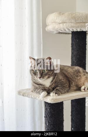 Gray tabby cat relaxing at the cat tree scratching post or activity centre for cat, closeup. Stock Photo