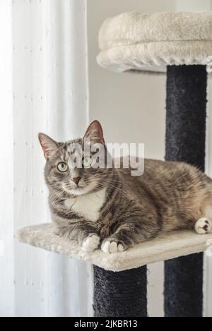 Gray tabby cat relaxing at the cat tree scratching post or activity centre for cat, closeup. Stock Photo