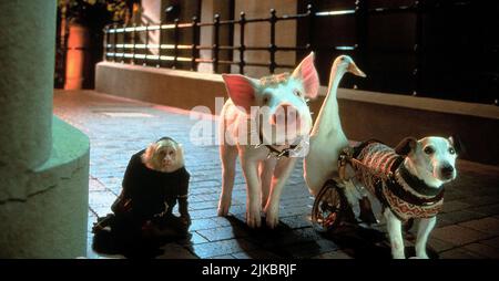 Tug, Babe, Ferdinand & Flealick Film: Babe: Pig In The City (AUS 1998)   Director: George Miller 25 November 1998   **WARNING** This Photograph is for editorial use only and is the copyright of KENNEDY MILLER PRODUCTIONS and/or the Photographer assigned by the Film or Production Company and can only be reproduced by publications in conjunction with the promotion of the above Film. A Mandatory Credit To KENNEDY MILLER PRODUCTIONS is required. The Photographer should also be credited when known. No commercial use can be granted without written authority from the Film Company. Stock Photo