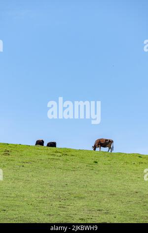 A vertical shot of cows pasturing in the field Stock Photo - Alamy