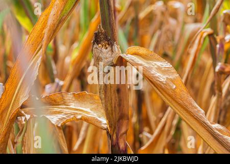 Direct view of a corncob. Corn field in summer with sunshine. Dried fruit in the cornfield. Dried up corn cobs and brown discolored leaves. Stock Photo