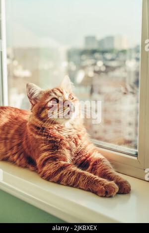 Cute ginger cat sleeping on the windowsill closeup Stock Photo