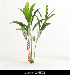 3d illustration of heliconia tree isolated on white background Stock Photo