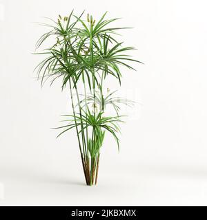 3d illustration of cyperus alternifolius isolated on white background Stock Photo