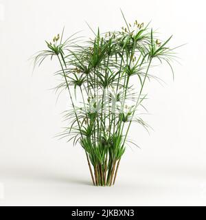 3d illustration of cyperus alternifolius isolated on white background Stock Photo