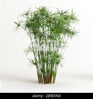 3d illustration of cyperus alternifolius isolated on white background Stock Photo