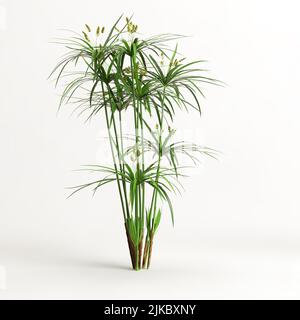 3d illustration of cyperus alternifolius isolated on white background Stock Photo