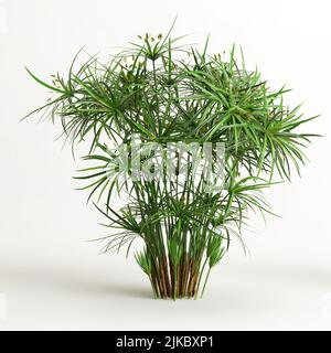 3d illustration of cyperus alternifolius isolated on white background Stock Photo