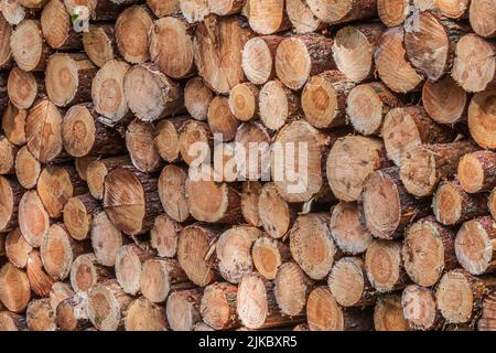 large pile of freshly cut wood. Pine trunks lie sorted in the forest. Logs with bark after harvest. End of stems with growth rings in gold, brown Stock Photo