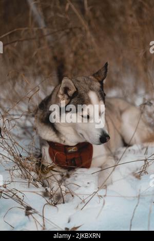 A selective focus shot of a gorgeous husky lying on a snowy ground Stock Photo