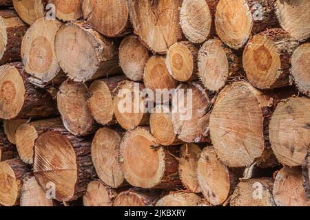 Ends of sawn tree trunks. Pile of felled trees. side view of several sawn pine logs with bark in a pile after harvesting in the forest. Annual rings Stock Photo