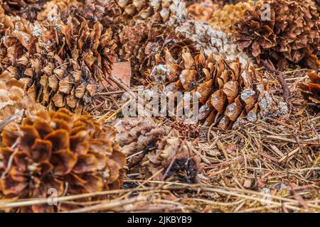 Pine cones lying on the ground. several brown open pine cones between brown pine needles. Structures of the empty pine cone with resin adhesion Stock Photo