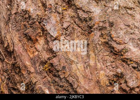 unstructured surface of a bark in daylight. brown bark from a tree. Structures of the bark visible in detail. Outer skin of a pine tree. Light brown Stock Photo