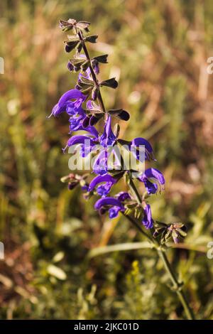 A vertical closeup of a purple salvia flower growing in the field Stock Photo