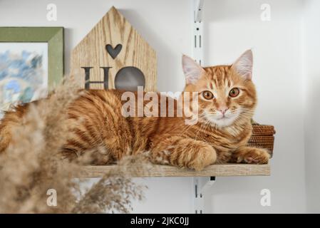 Cute ginger cat lying on the bookshelf closeup Stock Photo