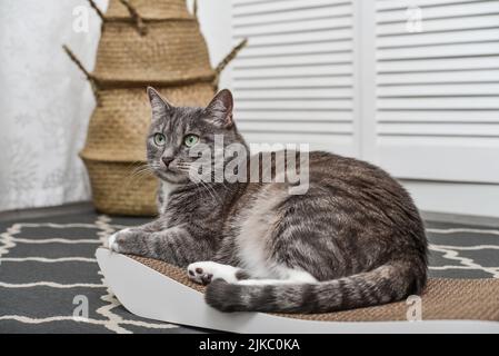 Cute grey tabby cat lying on the modern cardboard scratching post closeup Stock Photo