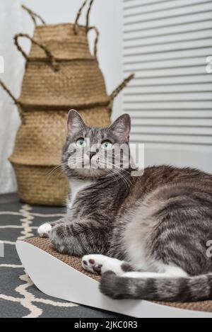 Cute grey tabby cat lying on the modern cardboard scratching post closeup Stock Photo