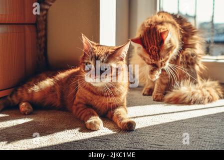 Two cute ginger cats on the floor in sun spot at home closeup Stock Photo
