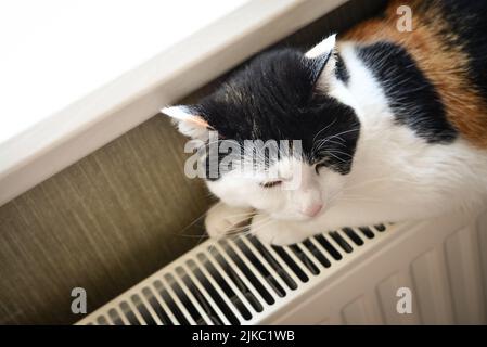 Cute tricolor cat  relaxing on the warm radiator closeup Stock Photo