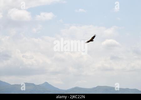 Cinereous Vulture Aegypius monachus in flight high above Caucasus mountains. Majestic dark rare bird of prey in wildlife. Dagestan, Russia Stock Photo