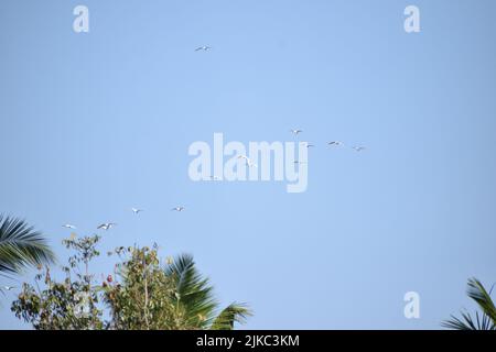 Flock of cranes flying in the sky. Blue sky is in the background. Stock Photo