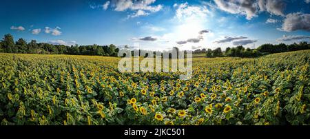 A panoramic view of the large field. West Sussex, UK: THESE BEAUTIFUL landscape shot shows the sun setting behind a magnificent field of Sussex sunflo Stock Photo