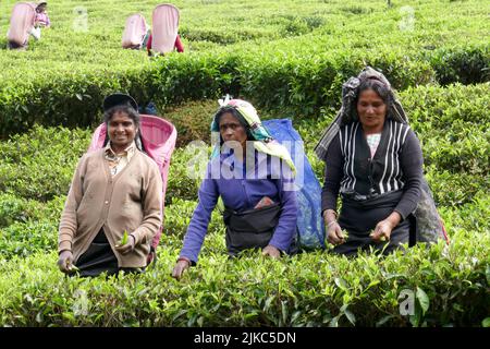 The tea industry in Sri Lanka has benefited from its labor force, mostly Tamils whose ancestors came from India in the 19th and early 20th centuries. Stock Photo