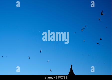 Arles, France. Swifts fly over the old town. Stock Photo