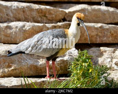 Closeup profile Black-faced Ibis (Theristicus melanopis) standing on rock Stock Photo