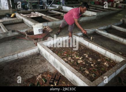 Banyuwangi, East Java, Indonesia. 1st Aug, 2022. Ilham (29Â years) feeds maggot from kitchen waste and organic waste in Siliragung village, Banyuwangi, East Java, Indonesia, on August 1, 2022.The maggot farming is produced from kitchen waste from a mining company and traditional market waste around. In one month it produces 100 kilograms. It sells for (wet maggot) USD 0, 28/kilograms and (dry maggot) for USD 5, 38/kilograms. In addition, they produce compost for USDÂ 2, 36/25 kilograms and soil fertilizer booster for USD 0, 47/kilograms. Maggot BSF (Black Soldier Fly) is the larva of a la Stock Photo