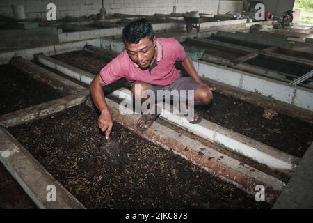 Banyuwangi, East Java, Indonesia. 1st Aug, 2022. Ilham (29Â years) feeds maggot from kitchen waste and organic waste in Siliragung village, Banyuwangi, East Java, Indonesia, on August 1, 2022.The maggot farming is produced from kitchen waste from a mining company and traditional market waste around. In one month it produces 100 kilograms. It sells for (wet maggot) USD 0, 28/kilograms and (dry maggot) for USD 5, 38/kilograms. In addition, they produce compost for USDÂ 2, 36/25 kilograms and soil fertilizer booster for USD 0, 47/kilograms. Maggot BSF (Black Soldier Fly) is the larva of a la Stock Photo