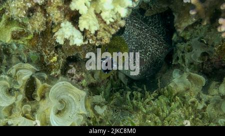 Yellow Edged Moray Eel (Gymnothorax flavimarginatus) peeking out of hiding in a coral reef. Close-up. Red sea, Egypt Stock Photo