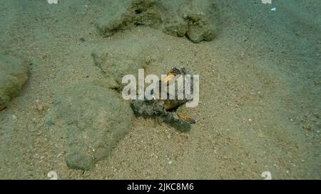 Demon Stinger walks on sandy bottom. Bearded Ghoul, Sea Goblin or Devilfish (Inimicus didactylus) Red sea, Egypt Stock Photo