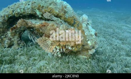 Scorpion fish lie on the reef. Bearded Scorpionfish (Scorpaenopsis barbata).Red sea, Egypt Stock Photo