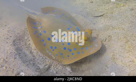 Stingray actively digs sandy bottom in search of food. Blue-spotted Stingray (Taeniura lymma). Underwater life in the ocean. Red sea, Egypt Stock Photo