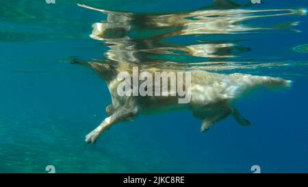 Underwater view golden retriever swim in the sea. The dog swims on the surface of the water. Red sea, Egypt Stock Photo