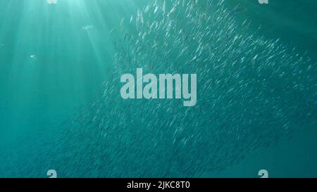 Large school of small fish swims under surface of water in the sun rays on dawn. Red sea, Egypt Stock Photo