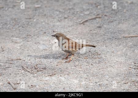 A closeup shot of a tiny Dunnock bird standing on the ground on a sunny day Stock Photo