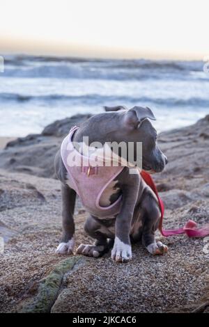 A vertical shot of a pitbull wearing a pink cloth on the beach in daylight Stock Photo