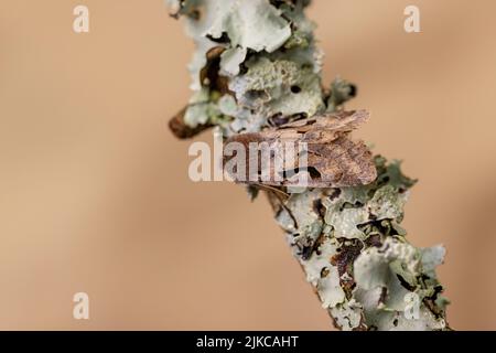 Hebrew Character (Orthosia gothica) Stock Photo