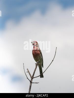 A vertical shot of a common rosefinch (Carpodacus erythrinus) on a branch against the cloudy sky Stock Photo