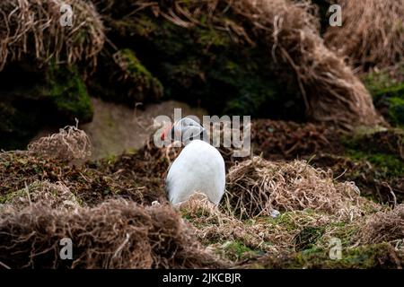 An Atlantic puffin bird standing on a coastal cliff covered in dry grass and looking aside Stock Photo