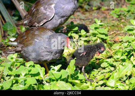 Eurasian Common Moorhen (Gallinula chloropus) and its chick on aquatic plants Stock Photo