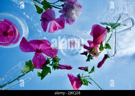 Purple funnel-shaped flowers of lavatera - flowering plants in the family malvaceae (lavatera trimestris) Stock Photo