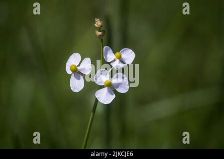 A closeup shot of blooming bulltongue arrowhead on a meadow Stock Photo