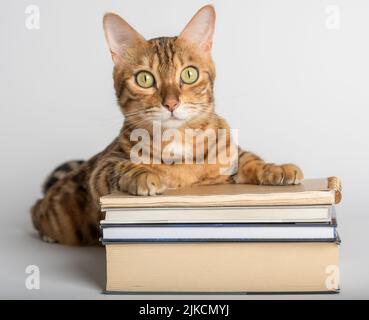 Smart Bengal cat and books on a white background. Preparation for school. Stock Photo